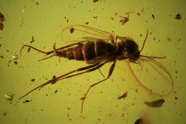 Fossil Fly (Diptera) In Baltic Amber #109507